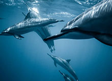 蜜桃传媒深度揭秘：热点事件风波背后，主持人在后台的角色极其令人意外